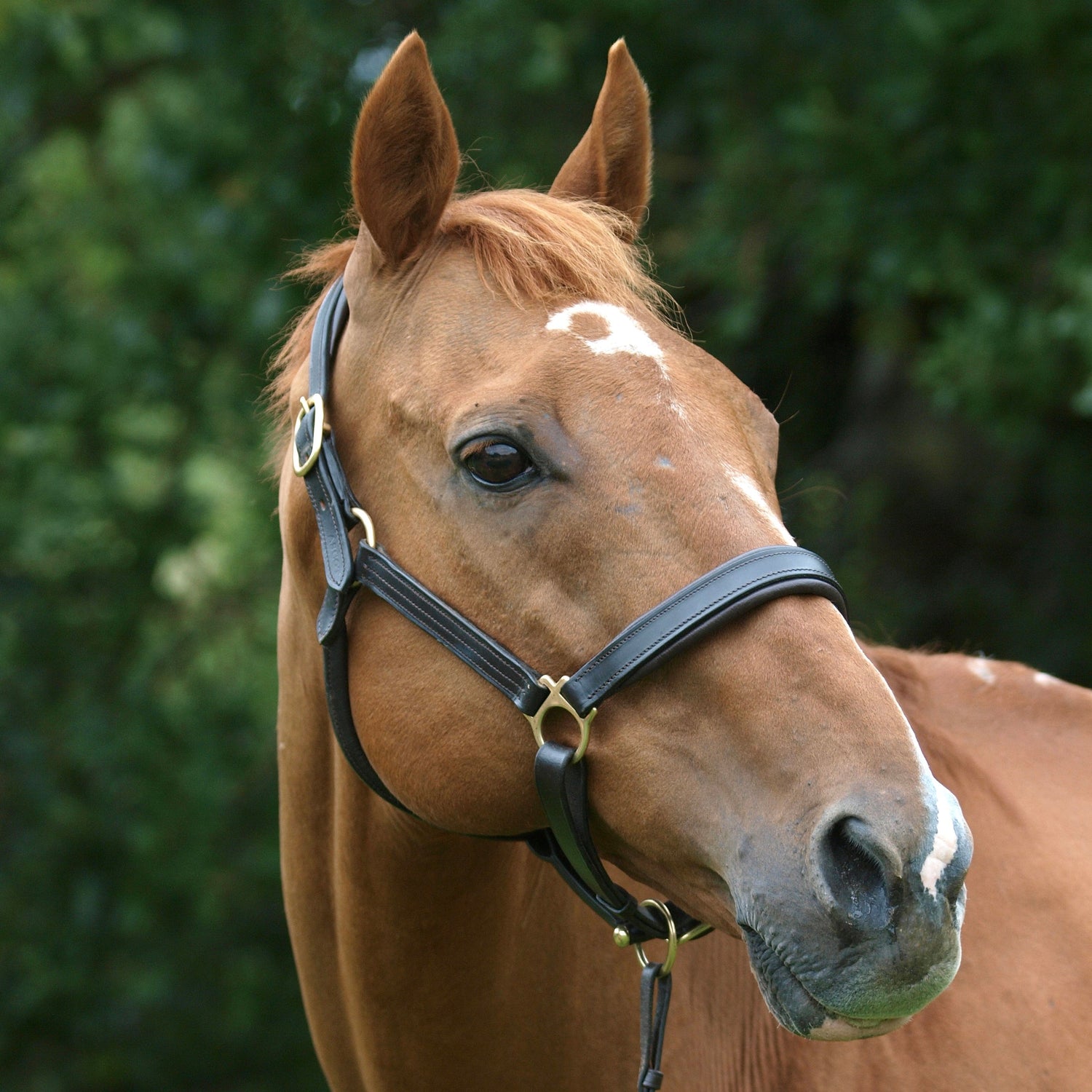 Headcollars